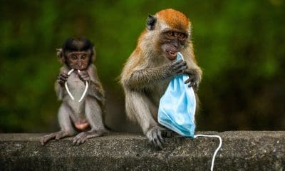 De whiskey-kast is nu leeg bij het RIVM: apenpokken op de A-lijst