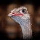 Struisvogelpolitiek maakt dit land compleet stuk￼
