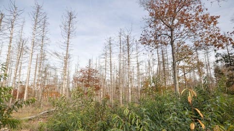 Halve bossen in verbrandingsoven met subsidie natuurherstel
