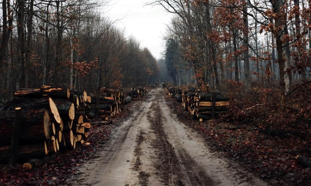 In naam van klimaatverandering wordt ontbossing juist versneld