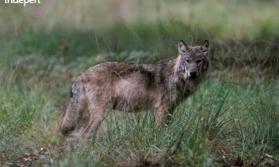 Maarsbergen wil jacht openen op de wolf