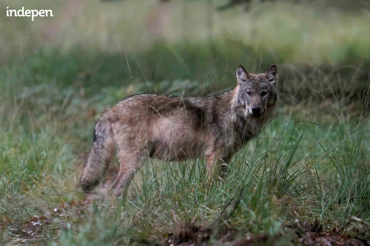 Maarsbergen wil jacht openen op de wolf